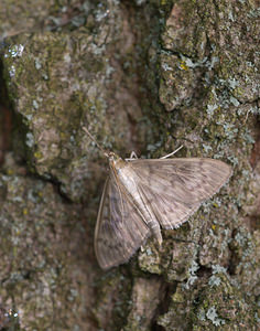 Anania lancealis (Crambidae)  - Pyrale de l'Eupatoire, Botys lancéolé Norfolk [Royaume-Uni] 15/07/2009