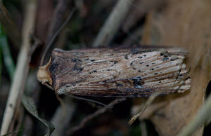Axylia putris (Noctuidae)  - Noctuelle putride - Flame Norfolk [Royaume-Uni] 15/07/2009