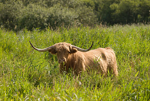 Bos taurus (Bovidae)  - Boeuf domestique,  Vache domestique - Cow, Park Cattle Norfolk [Royaume-Uni] 15/07/2009Ici le 