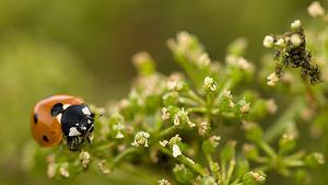 Coccinella septempunctata (Coccinellidae)  - Coccinelle à 7 points, Coccinelle, Bête à bon Dieu - Seven-spot Ladybird Norfolk [Royaume-Uni] 14/07/2009