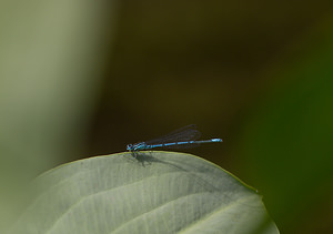 Coenagrion puella (Coenagrionidae)  - Agrion jouvencelle - Azure Damselfly Norfolk [Royaume-Uni] 16/07/2009 - 40m