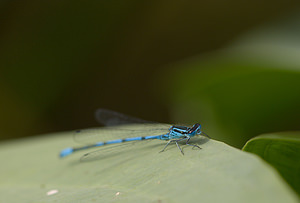 Coenagrion puella (Coenagrionidae)  - Agrion jouvencelle - Azure Damselfly Norfolk [Royaume-Uni] 16/07/2009 - 40m