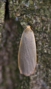 Collita griseola (Erebidae)  - Lithosie grise - Dingy Footman Norfolk [Royaume-Uni] 15/07/2009