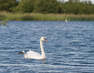 Cygnus olor (Anatidae)  - Cygne tuberculé - Mute Swan North Yorkshire [Royaume-Uni] 18/07/2009 - 20m