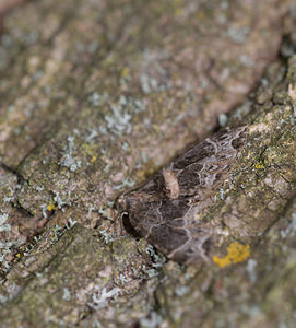 Ecliptopera silaceata (Geometridae)  - Cidarie ochracée - Small Phoenix Norfolk [Royaume-Uni] 15/07/2009