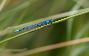 Enallagma cyathigerum (Coenagrionidae)  - Agrion porte-coupe - Common Blue Damselfly North Yorkshire [Royaume-Uni] 18/07/2009 - 20m