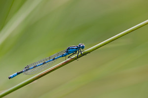 Enallagma cyathigerum (Coenagrionidae)  - Agrion porte-coupe - Common Blue Damselfly North Yorkshire [Royaume-Uni] 18/07/2009 - 20m