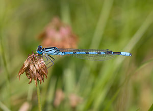 Enallagma cyathigerum (Coenagrionidae)  - Agrion porte-coupe - Common Blue Damselfly Lancashire [Royaume-Uni] 23/07/2009 - 10m