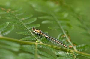 Enallagma cyathigerum (Coenagrionidae)  - Agrion porte-coupe - Common Blue Damselfly Lancashire [Royaume-Uni] 23/07/2009 - 10m