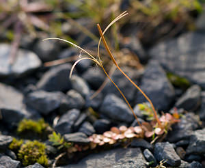 Epilobium brunnescens (Onagraceae)  - Épilobe brunissante - New Zealand Willowherb Northumberland [Royaume-Uni] 19/07/2009 - 230m