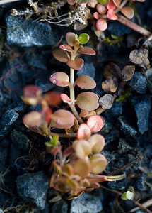 Epilobium brunnescens (Onagraceae)  - Épilobe brunissante - New Zealand Willowherb Northumberland [Royaume-Uni] 19/07/2009 - 230m