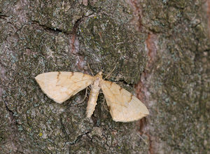 Gandaritis pyraliata (Geometridae)  Norfolk [Royaume-Uni] 15/07/2009