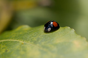 Harmonia axyridis (Coccinellidae)  - Coccinelle asiatique, Coccinelle arlequin - Harlequin ladybird, Asian ladybird, Asian ladybeetle Grand Londres [Royaume-Uni] 13/07/2009 - 60mforme conspicua (?lytres noirs ? deux t?ches claires)