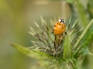 Harmonia axyridis (Coccinellidae)  - Coccinelle asiatique, Coccinelle arlequin - Harlequin ladybird, Asian ladybird, Asian ladybeetle Norfolk [Royaume-Uni] 14/07/2009forme succinea