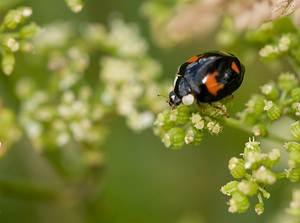 Harmonia axyridis (Coccinellidae)  - Coccinelle asiatique, Coccinelle arlequin - Harlequin ladybird, Asian ladybird, Asian ladybeetle Norfolk [Royaume-Uni] 14/07/2009forme spectabilis