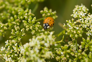 Harmonia axyridis (Coccinellidae)  - Coccinelle asiatique, Coccinelle arlequin - Harlequin ladybird, Asian ladybird, Asian ladybeetle Norfolk [Royaume-Uni] 14/07/2009forme succinea