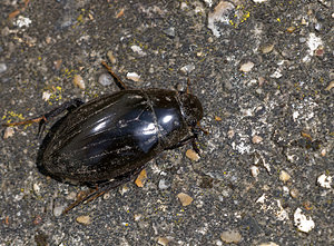 Hydrophilus piceus (Hydrophilidae)  - Hydrophile, Grand hydrophile - Great Silver Water Beetle Norfolk [Royaume-Uni] 15/07/2009