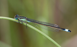 Ischnura elegans (Coenagrionidae)  - Agrion élégant - Blue-tailed Damselfly North Yorkshire [Royaume-Uni] 18/07/2009 - 20m