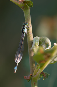 Ischnura elegans (Coenagrionidae)  - Agrion élégant - Blue-tailed Damselfly Cumbria [Royaume-Uni] 20/07/2009 - 10m