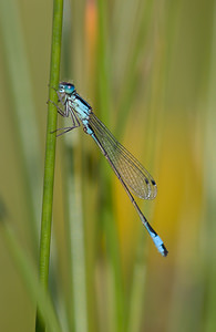 Ischnura elegans (Coenagrionidae)  - Agrion élégant - Blue-tailed Damselfly Cumbria [Royaume-Uni] 20/07/2009 - 10m