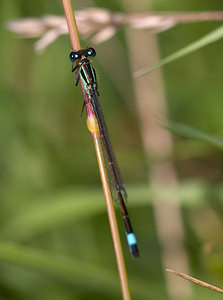 Ischnura elegans (Coenagrionidae)  - Agrion élégant - Blue-tailed Damselfly Lancashire [Royaume-Uni] 23/07/2009 - 10m