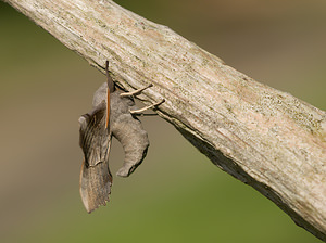 Laothoe populi (Sphingidae)  - Sphinx du Peuplier - Poplar Hawk-moth Norfolk [Royaume-Uni] 14/07/2009