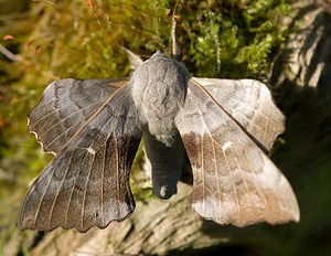 Laothoe populi (Sphingidae)  - Sphinx du Peuplier - Poplar Hawk-moth Norfolk [Royaume-Uni] 14/07/2009