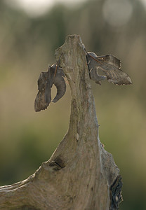 Laothoe populi (Sphingidae)  - Sphinx du Peuplier - Poplar Hawk-moth Norfolk [Royaume-Uni] 14/07/2009
