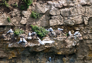 Larus argentatus (Laridae)  - Goéland argenté - Herring Gull North East [Royaume-Uni] 19/07/2009