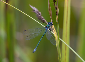 Lestes dryas (Lestidae)  - Leste des bois, Leste dryade - Scarce Emerald Damselfly Norfolk [Royaume-Uni] 16/07/2009 - 40m