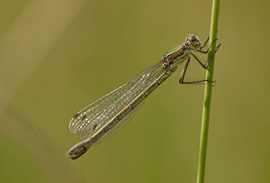 Lestes dryas (Lestidae)  - Leste des bois, Leste dryade - Scarce Emerald Damselfly Norfolk [Royaume-Uni] 16/07/2009 - 40m