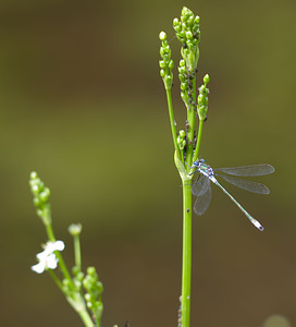 Lestes sponsa (Lestidae)  - Leste fiancé - Emerald Damselfly Norfolk [Royaume-Uni] 16/07/2009 - 40m