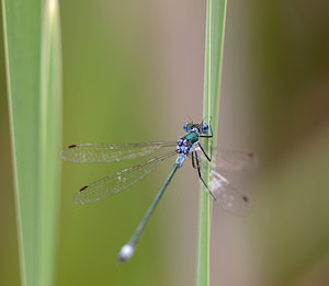 Lestes sponsa (Lestidae)  - Leste fiancé - Emerald Damselfly Norfolk [Royaume-Uni] 16/07/2009 - 40m