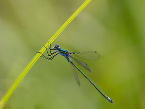 Lestes sponsa (Lestidae)  - Leste fiancé - Emerald Damselfly Norfolk [Royaume-Uni] 16/07/2009 - 40m