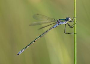 Lestes sponsa Leste fiancé Emerald Damselfly