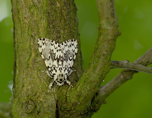 Lymantria monacha (Erebidae)  - Nonne - Black Arches Norfolk [Royaume-Uni] 15/07/2009