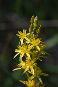 Narthecium ossifragum (Nartheciaceae)  - Narthèce ossifrage, Narthécie des marais, Ossifrage, Brise-os - Bog Asphodel Northumberland [Royaume-Uni] 20/07/2009 - 270m