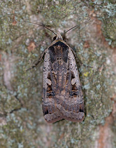 Noctua pronuba (Noctuidae)  - Hibou - Large Yellow Underwing Norfolk [Royaume-Uni] 15/07/2009