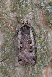 Noctua pronuba (Noctuidae)  - Hibou - Large Yellow Underwing Norfolk [Royaume-Uni] 15/07/2009