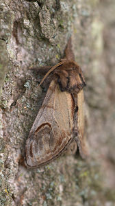 Notodonta ziczac (Notodontidae)  - Bois-Veiné - Pebble Prominent Norfolk [Royaume-Uni] 15/07/2009