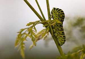 Papilio machaon (Papilionidae)  - Machaon, Grand Porte-Queue Norfolk [Royaume-Uni] 14/07/2009