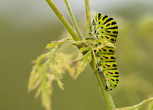 Papilio machaon (Papilionidae)  - Machaon, Grand Porte-Queue Norfolk [Royaume-Uni] 14/07/2009