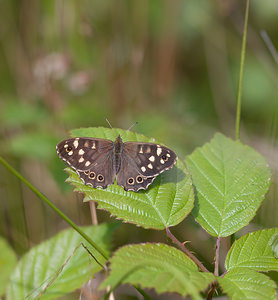 Pararge aegeria (Nymphalidae)  - Tircis, Argus des Bois, Égérie - Speckled Wood Lancashire [Royaume-Uni] 23/07/2009 - 10m