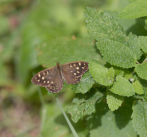 Pararge aegeria (Nymphalidae)  - Tircis, Argus des Bois, Égérie - Speckled Wood Lancashire [Royaume-Uni] 23/07/2009 - 10m