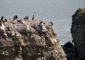 Phalacrocorax carbo (Phalacrocoracidae)  - Grand Cormoran North East [Royaume-Uni] 19/07/2009