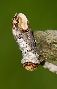 Phalera bucephala (Notodontidae)  - Bucéphale, Lunule - Buff-tip Norfolk [Royaume-Uni] 14/07/2009