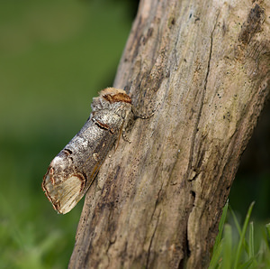 Phalera bucephala (Notodontidae)  - Bucéphale, Lunule - Buff-tip Norfolk [Royaume-Uni] 14/07/2009