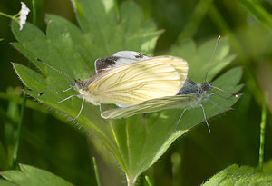 Pieris napi (Pieridae)  - Piéride du Navet, Papillon blanc veiné de vert - Green-veined White North Yorkshire [Royaume-Uni] 18/07/2009 - 20m