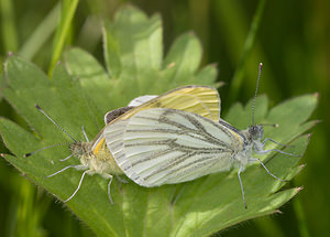 Pieris napi (Pieridae)  - Piéride du Navet, Papillon blanc veiné de vert - Green-veined White North Yorkshire [Royaume-Uni] 18/07/2009 - 20m