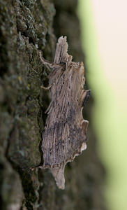 Pterostoma palpina (Notodontidae)  - Museau - Pale Prominent Norfolk [Royaume-Uni] 15/07/2009